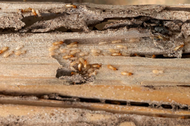 Best Affordable Exterminators  in Tuskegee, AL